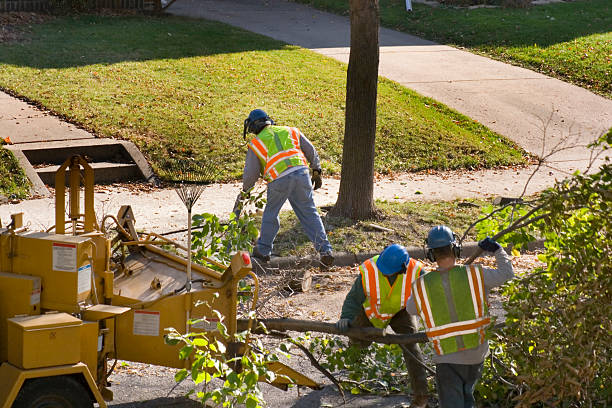 How Our Tree Care Process Works  in  Clawson, MI